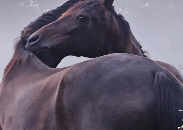 Op Bij Nicole בית אירוח *